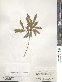 Quercus laurifolia image