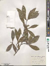 Quercus laurifolia image