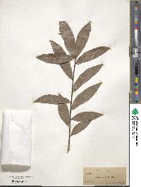 Quercus laurifolia image