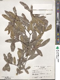 Quercus laurifolia image