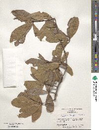 Quercus laurifolia image