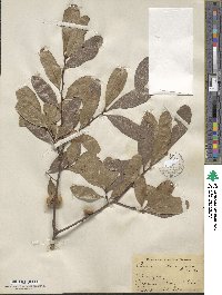 Quercus laurifolia image