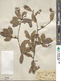 Quercus laurifolia image