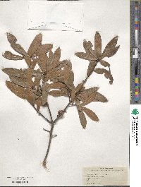 Quercus laurifolia image