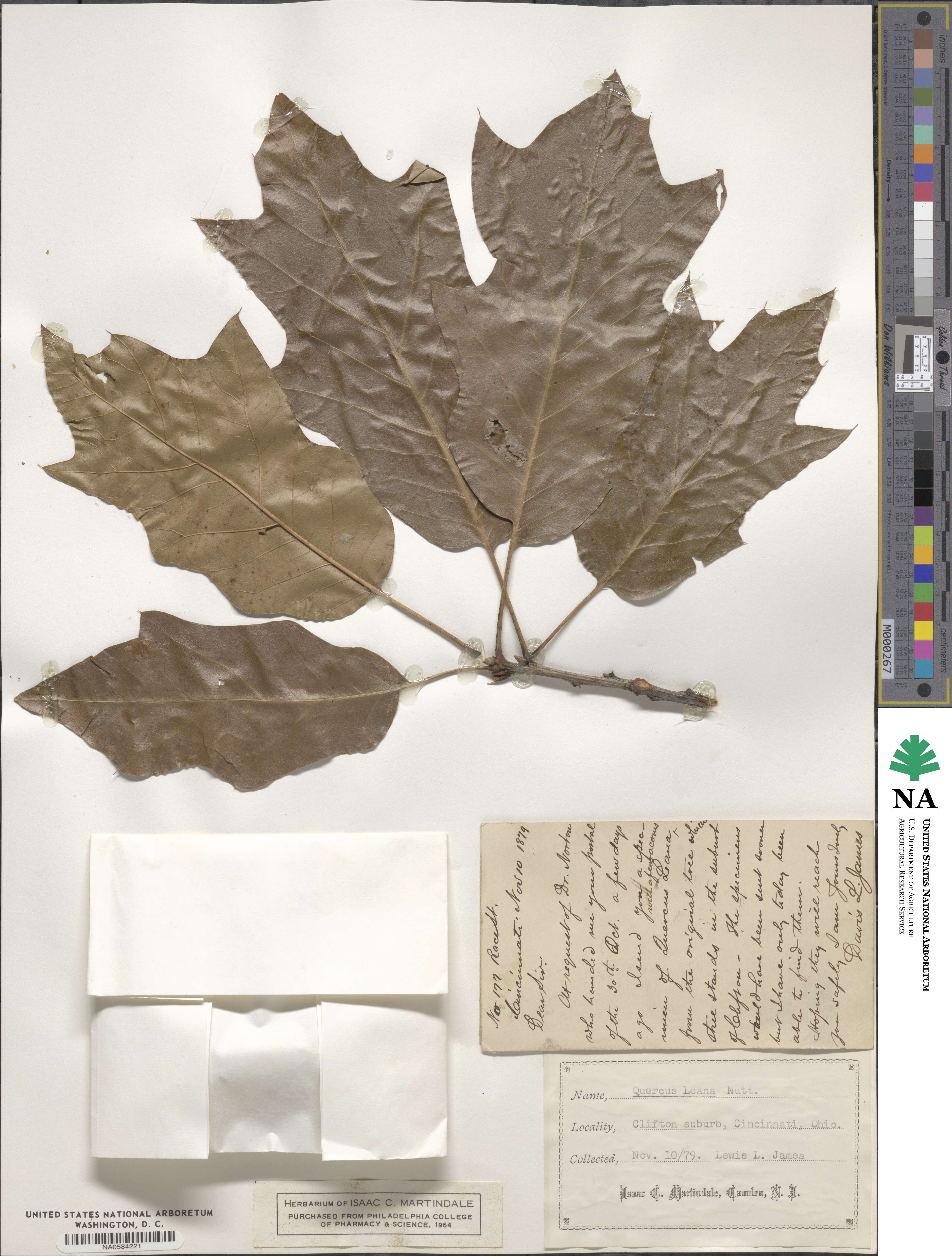 Quercus × leana image