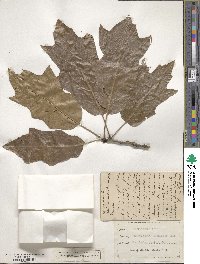 Quercus × leana image