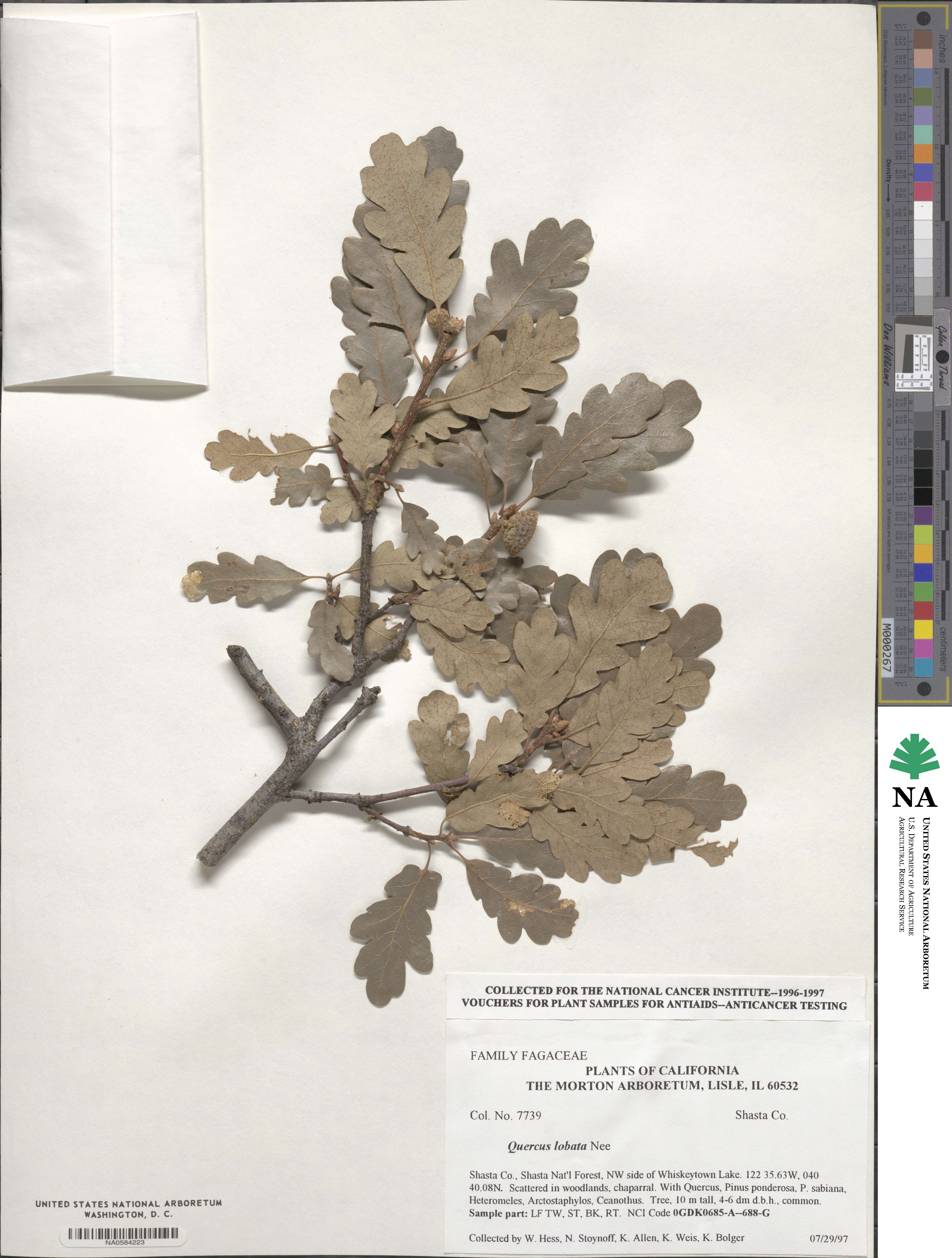 Quercus lobata image