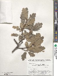 Quercus lobata image