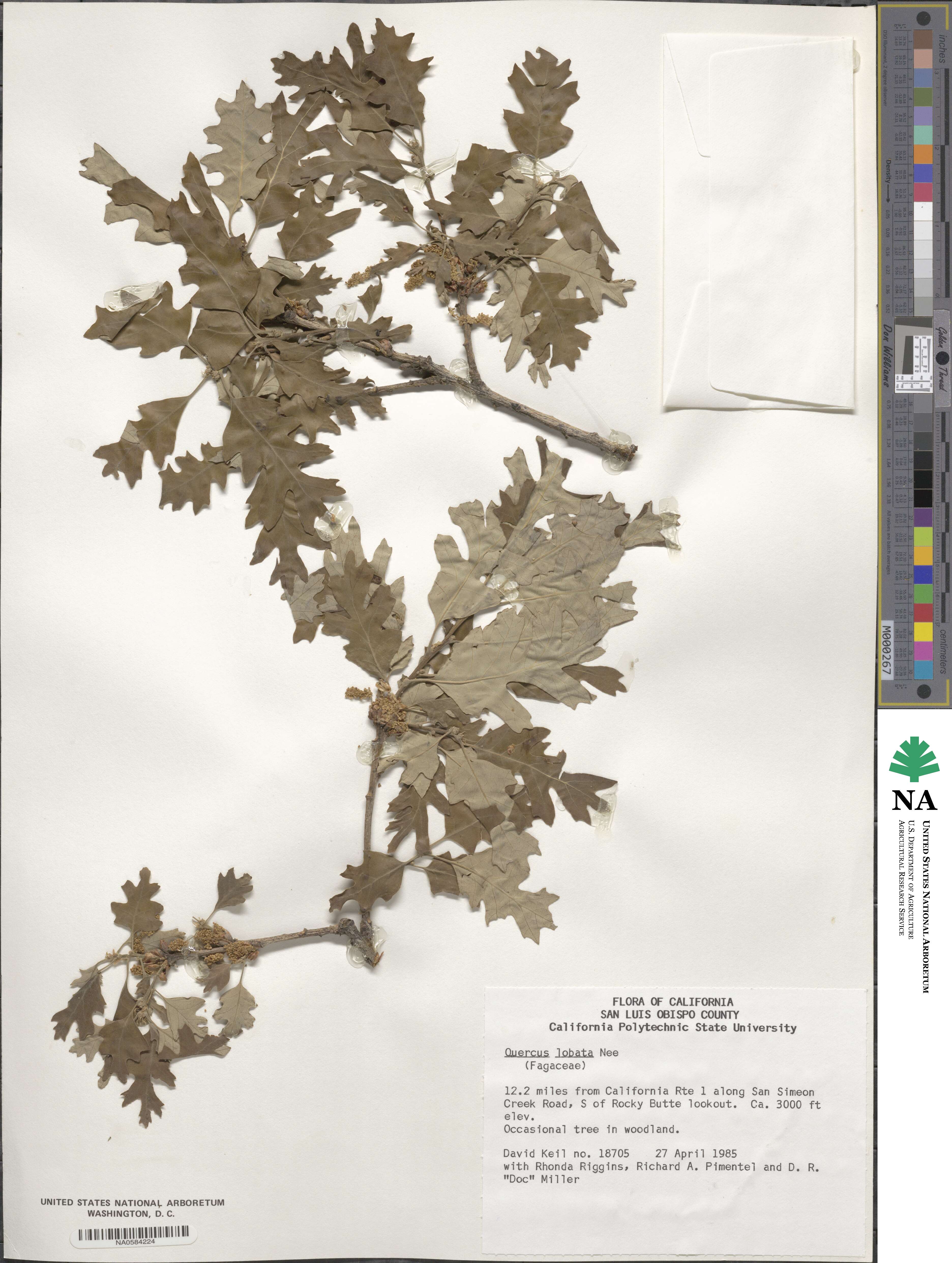 Quercus lobata image