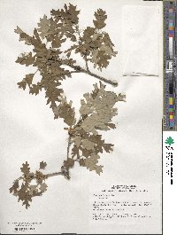 Quercus lobata image