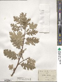 Quercus lobata image