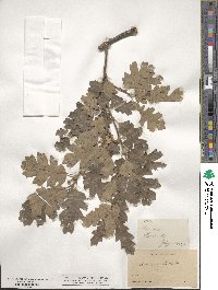 Quercus lobata image