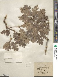 Quercus lobata image