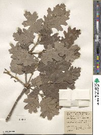 Quercus lobata image