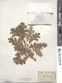 Quercus lobata image