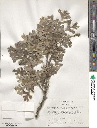 Quercus lobata image