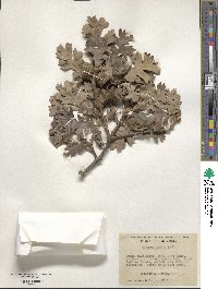 Quercus lobata image