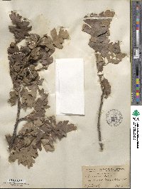 Quercus lobata image