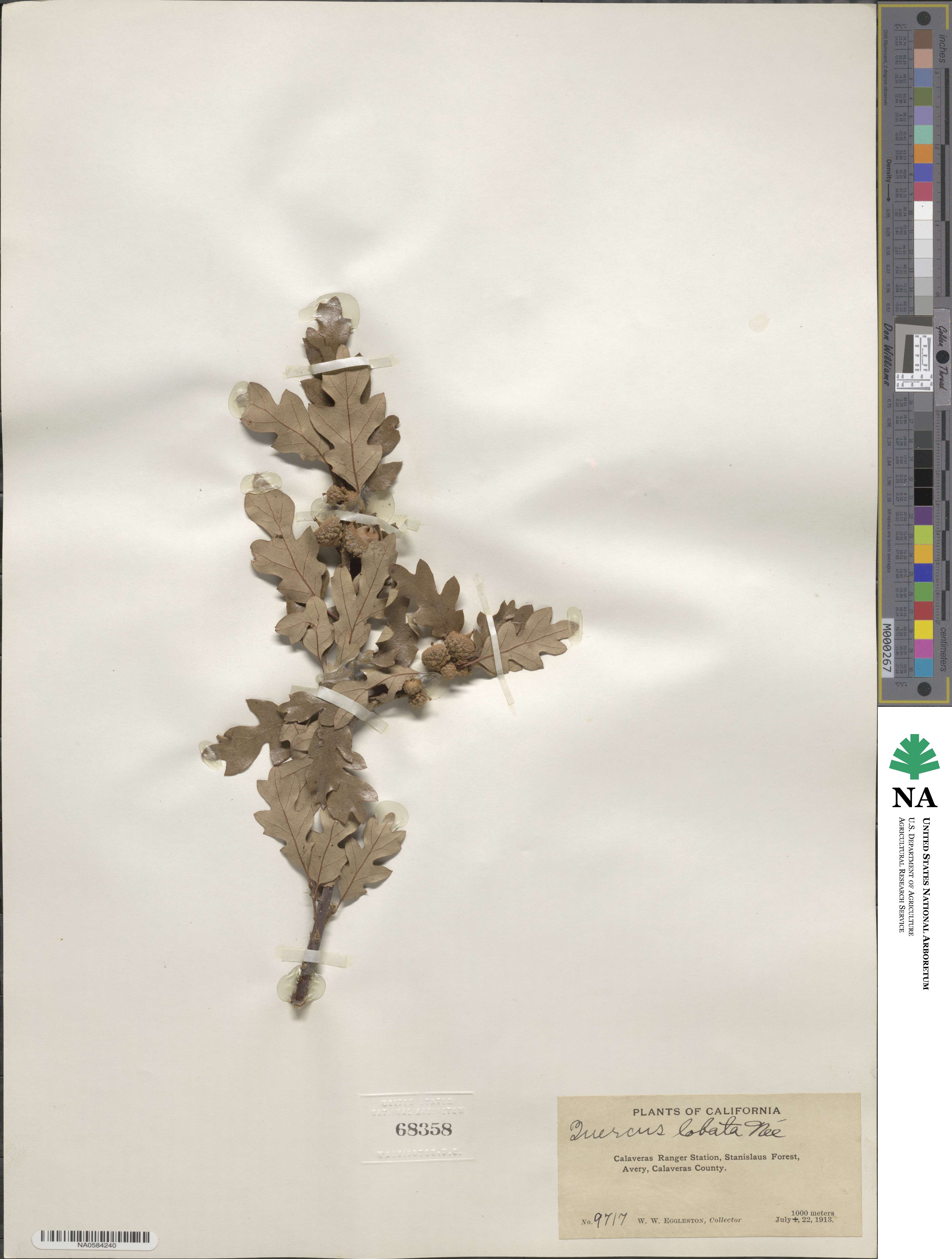 Quercus lobata image