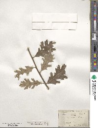 Quercus lobata image