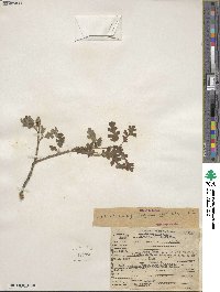 Quercus lobata image