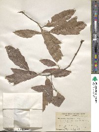 Quercus × ludoviciana image