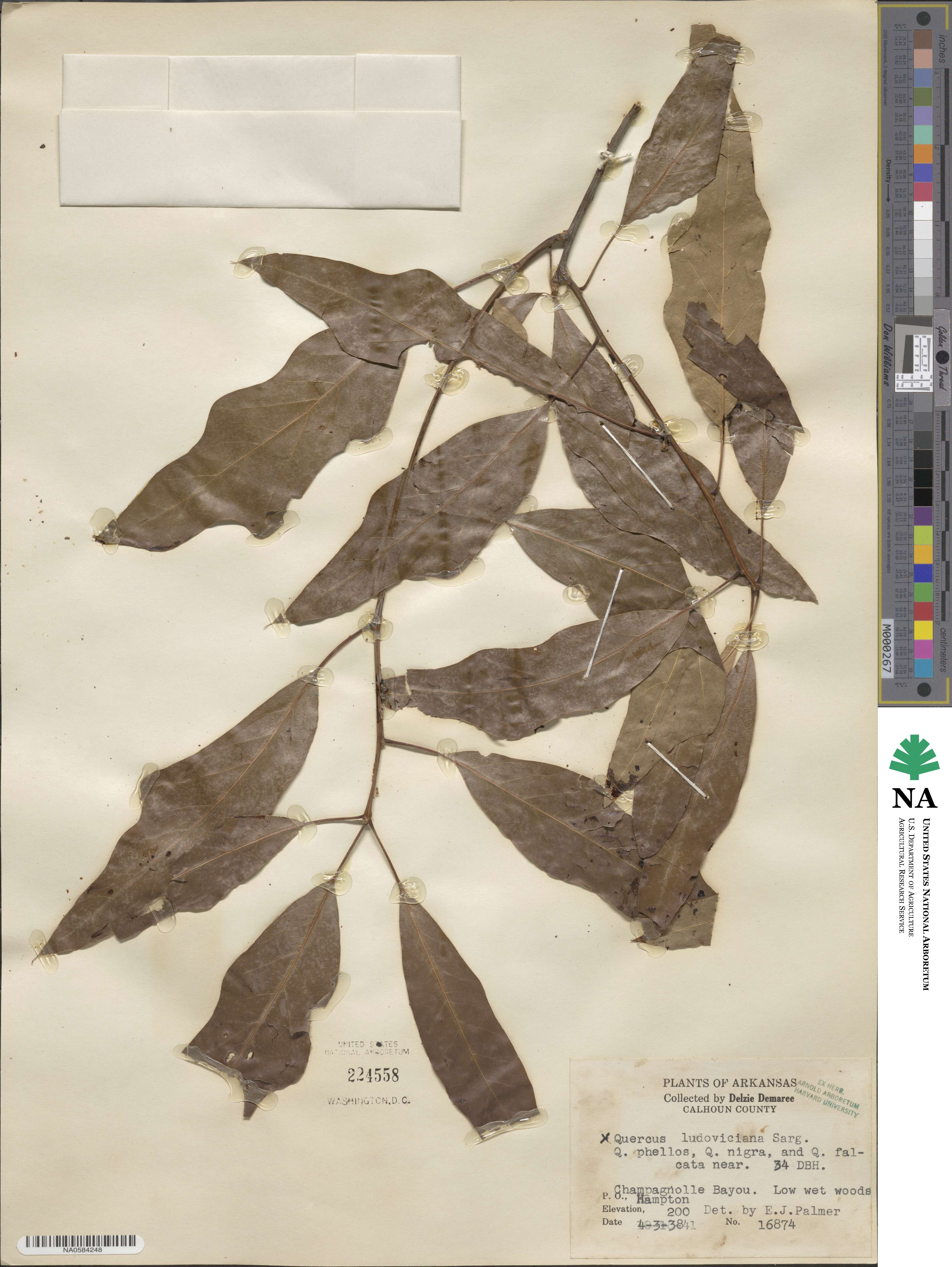 Quercus × ludoviciana image