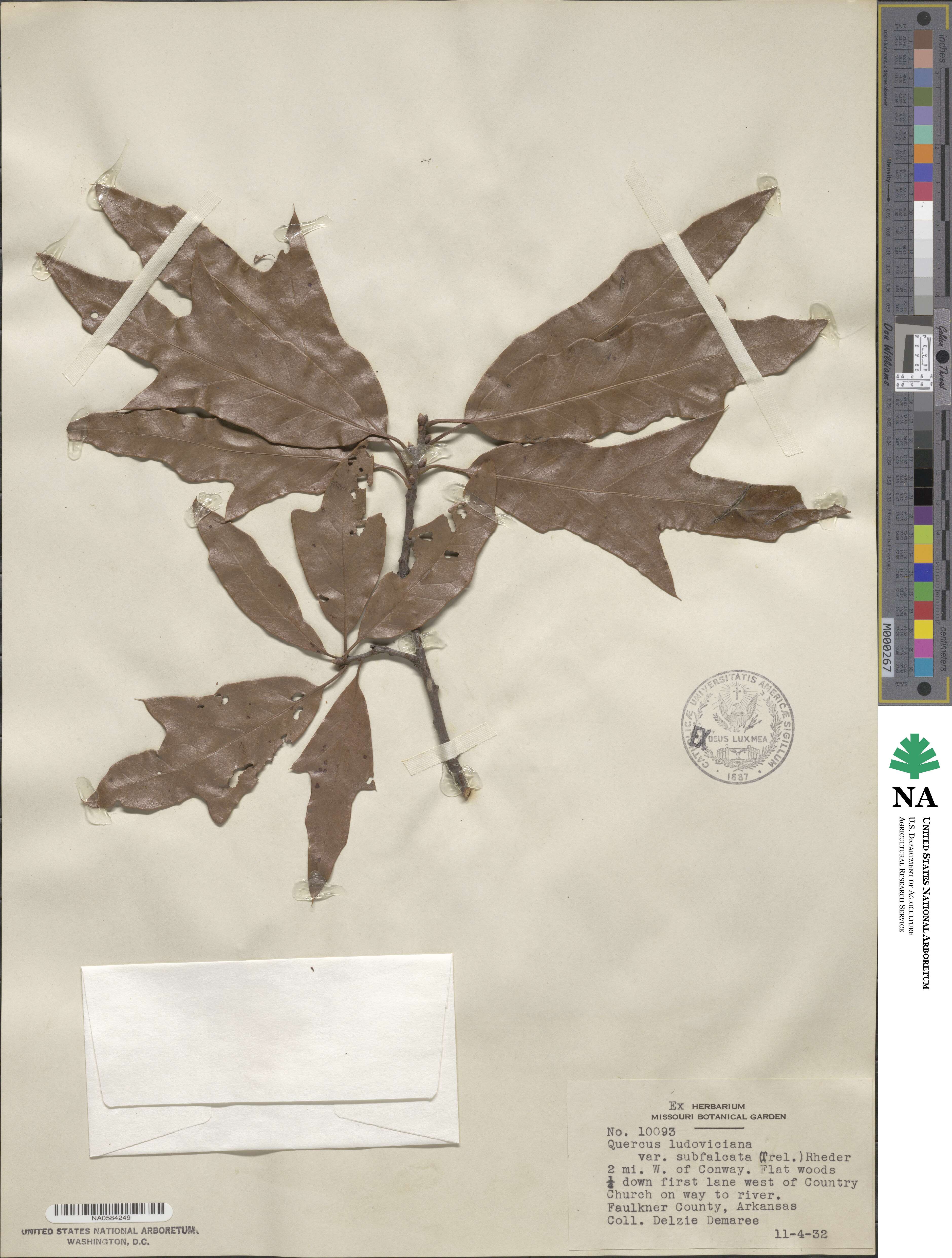Quercus × ludoviciana image