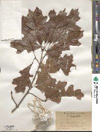 Quercus lyrata image