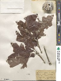 Quercus lyrata image