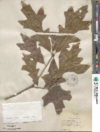 Quercus lyrata image