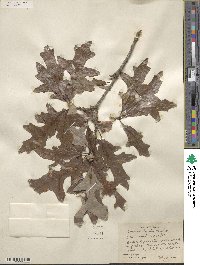 Quercus lyrata image