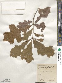 Quercus lyrata image