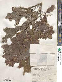 Quercus lyrata image