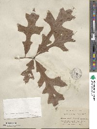 Quercus lyrata image