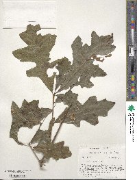 Quercus lyrata image