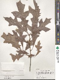 Quercus lyrata image