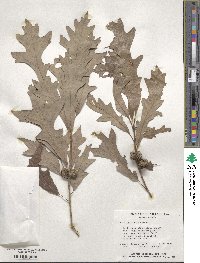 Quercus lyrata image