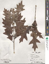 Quercus lyrata image