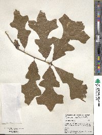 Quercus lyrata image