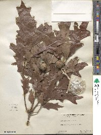 Quercus lyrata image