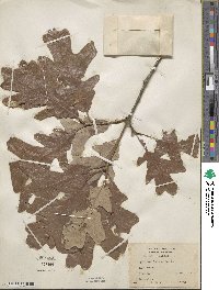 Quercus lyrata image