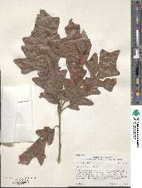 Quercus lyrata image