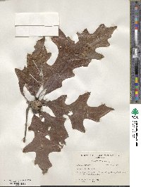 Quercus lyrata image