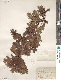 Quercus lyrata image