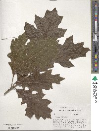 Quercus lyrata image