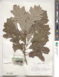 Quercus lyrata image