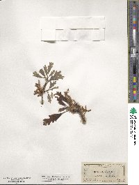 Quercus lyrata image