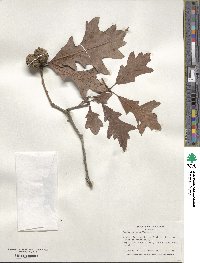 Quercus lyrata image