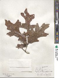 Quercus lyrata image